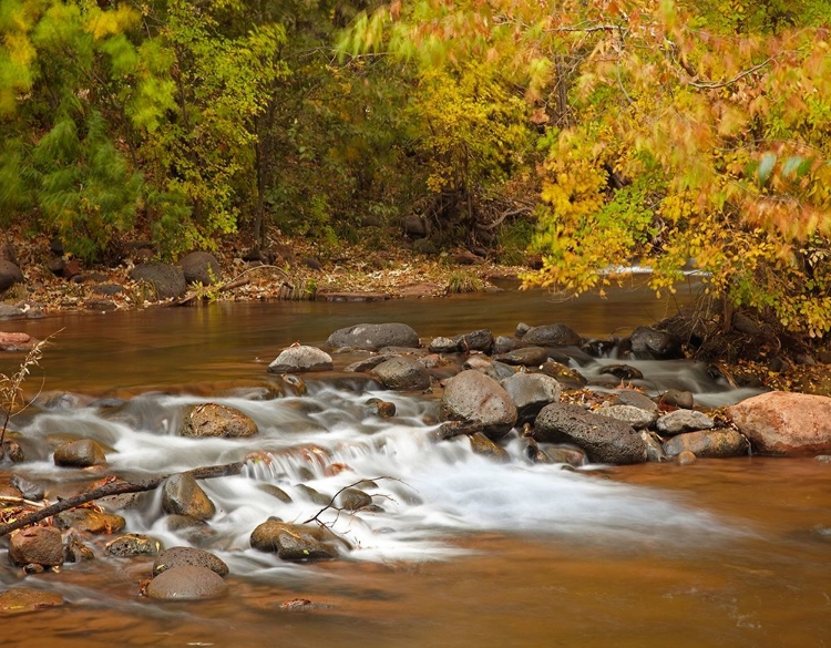 Picture of OAK CREEK IN AUTUMN NEAR SEDONA-ARIZONA