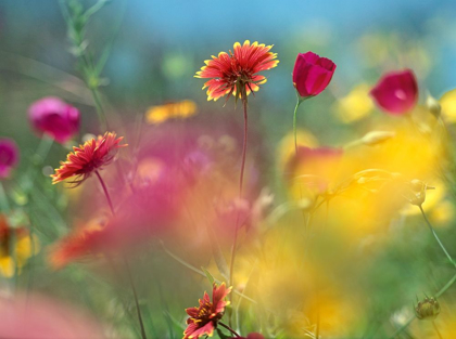 Picture of INDIAN BLANKET AND WINE-CUPS-TEXAS HILL COUNTRY,TEXAS