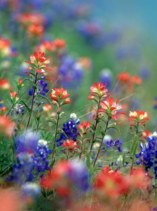 Picture of TEXAS BLUEBONNETS AND INDIAN PAINTBRUSHES-HILL COUNTRY-TEXAS