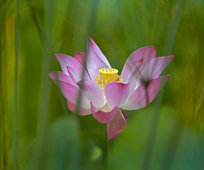 Picture of LOTUS FLOWER