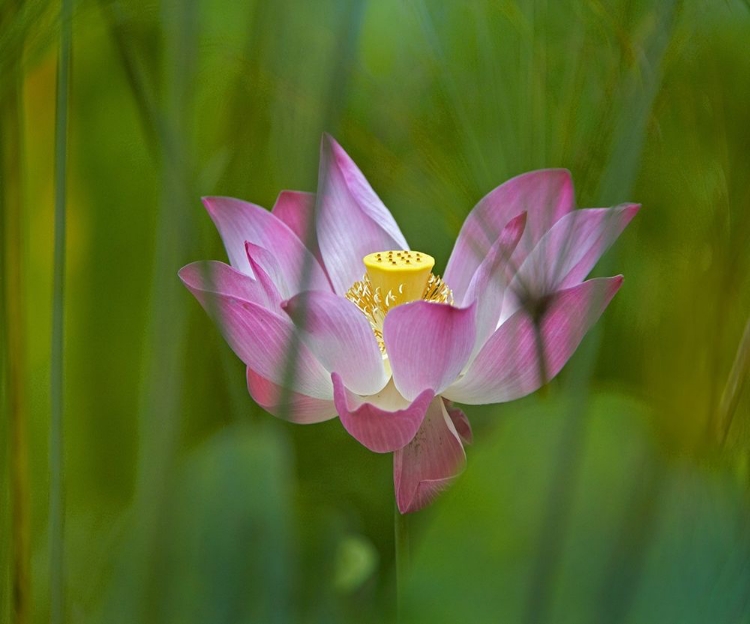 Picture of LOTUS FLOWER