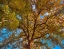 Picture of WHITE OAK TREE CROWN-TEXAS