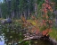 Picture of NYMPH LAKE-ROCKY MOUNTAIN NATIONAL PARK-COLORADO