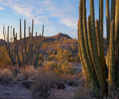 Picture of AJO MOUNTAINS-ORGAN PIPE NATIONAL MONUMENT-ARIZONA