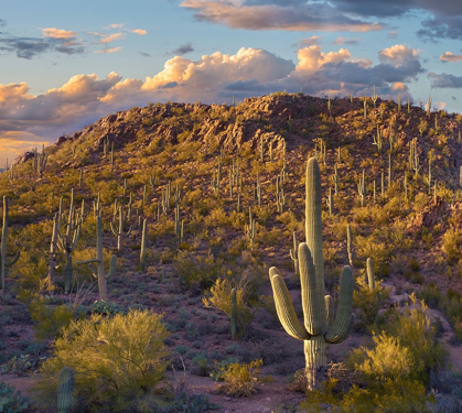 Picture of TUCSON MOUNTAINS-SAGUARO NATIONAL PARK-ARIZONA