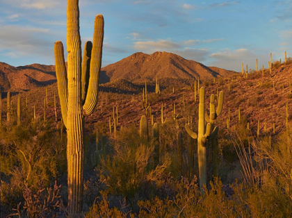 Picture of TUCSON MOUNTAINS-SAGUARO NATIONAL PARK-ARIZONA