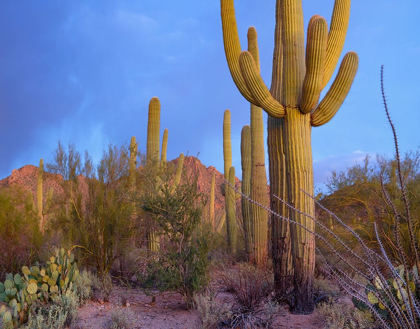 Picture of TUCSON MOUNTAINS-SAGUARO NATIONAL PARK-ARIZONA