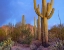 Picture of TUCSON MOUNTAINS-SAGUARO NATIONAL PARK-ARIZONA