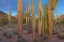 Picture of TUCSON MOUNTAINS-SAGUARO NATIONAL PARK-ARIZONA