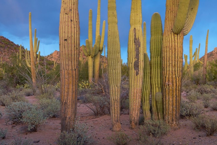 Picture of TUCSON MOUNTAINS-SAGUARO NATIONAL PARK-ARIZONA