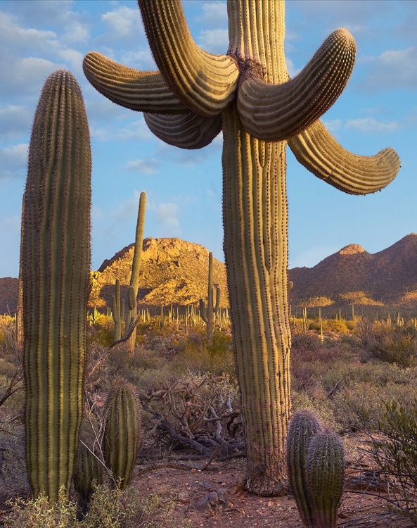 Picture of TUCSON MOUNTAINS-SAGUARO NATIONAL PARK-ARIZONA