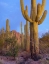 Picture of TUCSON MOUNTAINS-SAGUARO NATIONAL PARK-ARIZONA