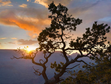 Picture of YAVAPAI POINT-GRAND CANYON NATIONAL PARK-ARIZONA-USA