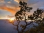 Picture of YAVAPAI POINT-GRAND CANYON NATIONAL PARK-ARIZONA-USA