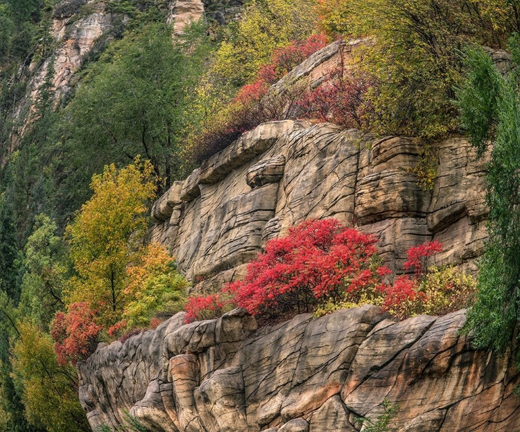 Picture of OAK CREEK CANYON NEAR SEDONA-ARIZONA