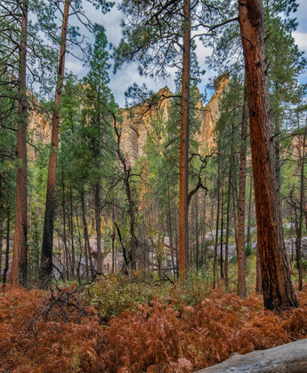 Picture of COCONINO NATIONAL FOREST FROM WEST FORK TRAIL NEAR SEDONA-ARIZONA