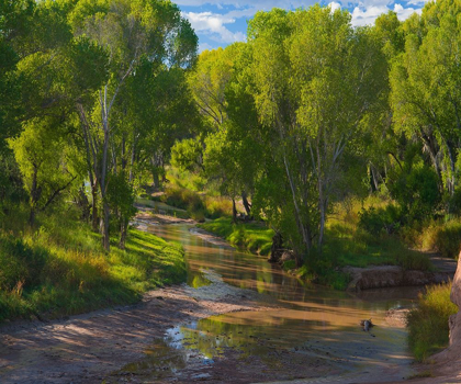 Picture of COTTONWOODS ALONG THE SAN PEDRO RIVER-ARIZONA-USA