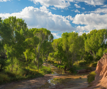 Picture of COTTONWOODS ALONG THE SAN PEDRO RIVER-ARIZONA-USA