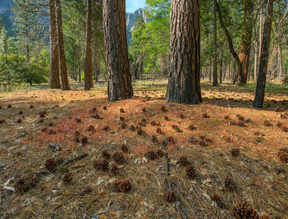 Picture of PINE FOREST-YOSEMITE VALLEY-YOSEMITE NATIONAL PARK-CALIFORNIA-USA