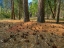 Picture of PINE FOREST-YOSEMITE VALLEY-YOSEMITE NATIONAL PARK-CALIFORNIA-USA