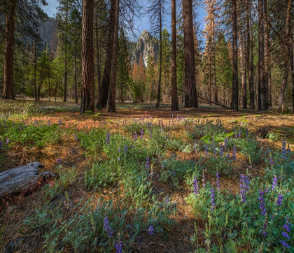 Picture of LUPINE MEADOW-YOSEMITE VALLEY-YOSEMITE NATIONAL PARK-CALIFORNIA