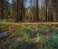Picture of LUPINE MEADOW-YOSEMITE VALLEY-YOSEMITE NATIONAL PARK-CALIFORNIA