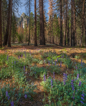 Picture of LUPINE MEADOW-YOSEMITE VALLEY-YOSEMITE NATIONAL PARK-CALIFORNIA