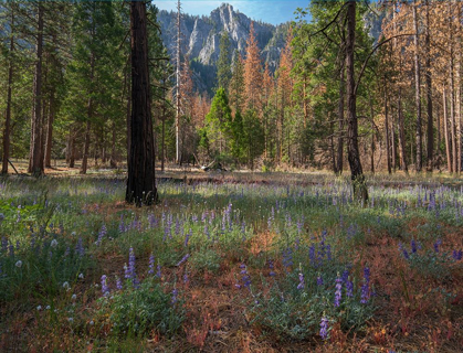 Picture of LUPINE MEADOW-YOSEMITE VALLEY-YOSEMITE NATIONAL PARK-CALIFORNIA
