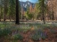 Picture of LUPINE MEADOW-YOSEMITE VALLEY-YOSEMITE NATIONAL PARK-CALIFORNIA