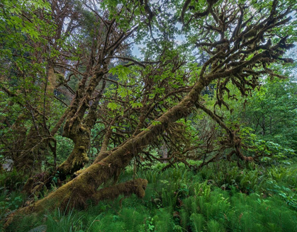 Picture of MOSSY BIG-LEAF MAPLE-REDWOOD NATIONAL PARK-CALIFORNIA-USA