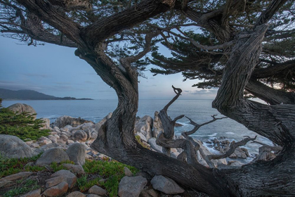 Picture of PESCDERO POINT-17-MILE DRIVE-PEBBLE-BEACH-CALIFORNIA-USA