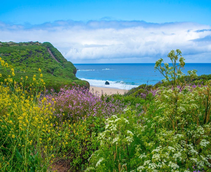 Picture of GARRAPATA STARE PARK-BIG SUR-CALIFORNIA-USA