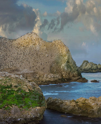 Picture of BIRD ISLAND-POINT LOBOS STATE RESERVE-CALIFORNIA