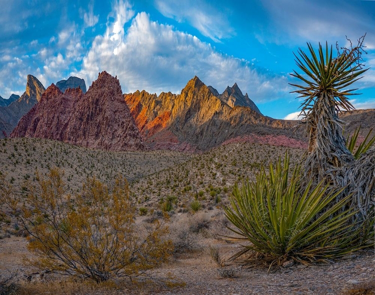 Picture of RED ROCK CANYON NATIONAL CONSERVATION AREA-NEVADA-USA 