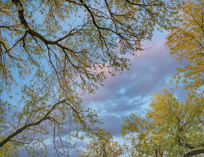 Picture of COTTONWOOD CANOPY-VERDE RIVER-ARIZONA-USA