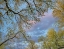 Picture of COTTONWOOD CANOPY-VERDE RIVER-ARIZONA-USA