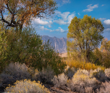 Picture of SIERRA NEVADA-OWENS VALLEY-CALIFORNIA-USA