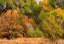 Picture of VERDE RIVER VALLEY DEAD HORSE RANCH STATE PARK ARIZONA USA