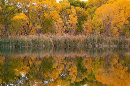 Picture of LAGOON REFLECTION-DEAD HORSE RANCH STATE PARK-ARIZONA-USA