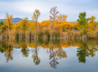 Picture of LAGOON REFLECTION-DEAD HORSE RANCH STATE PARK-ARIZONA-USA