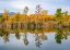 Picture of LAGOON REFLECTION-DEAD HORSE RANCH STATE PARK-ARIZONA-USA