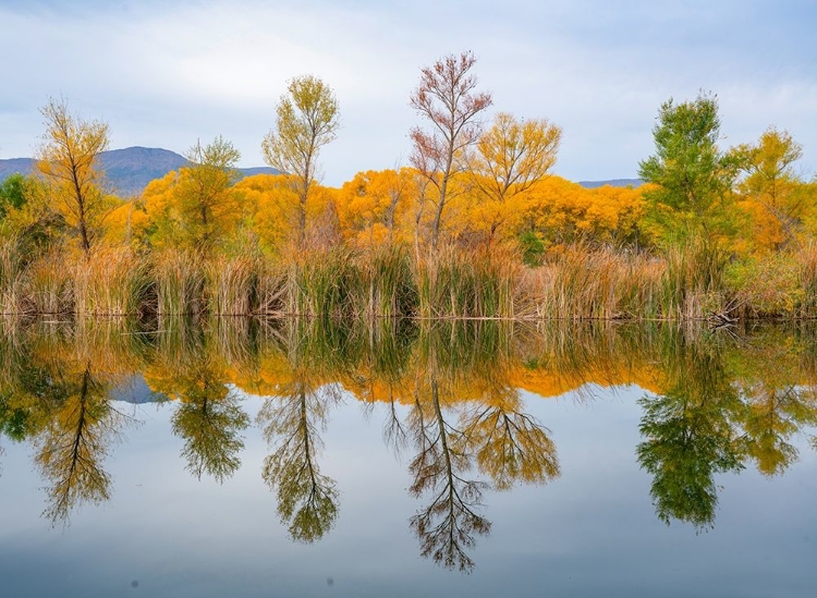 Picture of LAGOON REFLECTION-DEAD HORSE RANCH STATE PARK-ARIZONA-USA