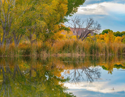 Picture of LAGOON REFLECTION-DEAD HORSE RANCH STATE PARK-ARIZONA-USA