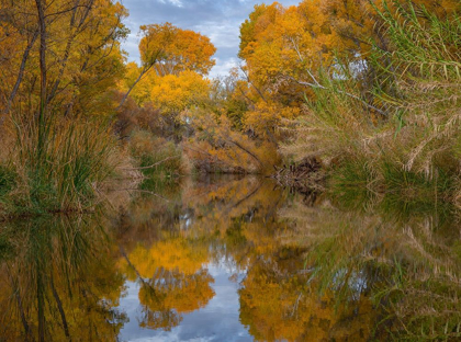 Picture of LAGOON REFLECTION-DEAD HORSE RANCH STATE PARK-ARIZONA-USA