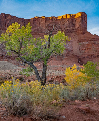 Picture of PORCUPINE CANYON ON COLORADO RIVER NEAR CASTLE VALLEY-UTAH