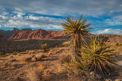 Picture of RED ROCK CANYON NATIONAL CONSERVATION AREA NEAR LAS VEGAS-NEVADA