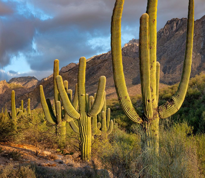 Picture of SANTA CATLINA MOUNTAINS-CATALINA STATE PARK-ARIZONA-USA