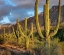 Picture of SANTA CATLINA MOUNTAINS-CATALINA STATE PARK-ARIZONA-USA