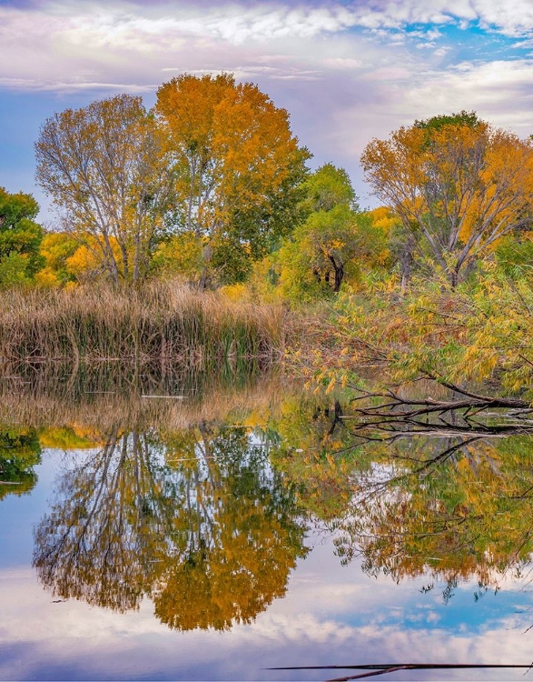 Picture of VERDE RIVER VALLEY-LAGOON AT DEAD HORSE RANCH STATE PARK-ARIZONA