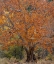 Picture of SYCAMORE TREE-EAST VERDE RIVER-ARIZONA-USA